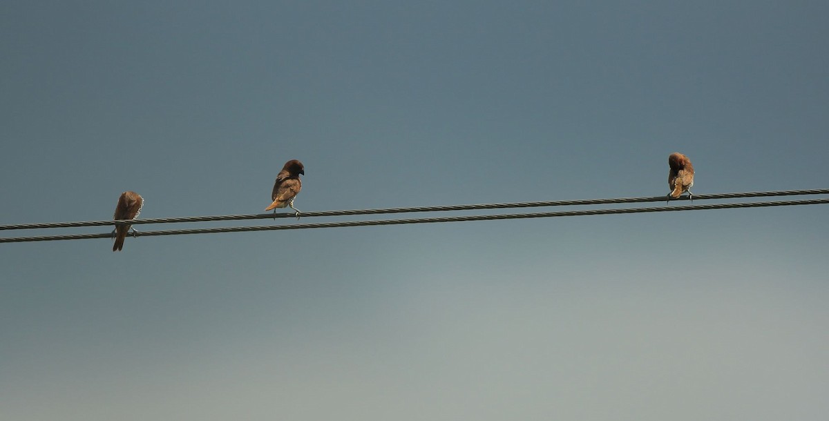 Scaly-breasted Munia - Arnab Pal