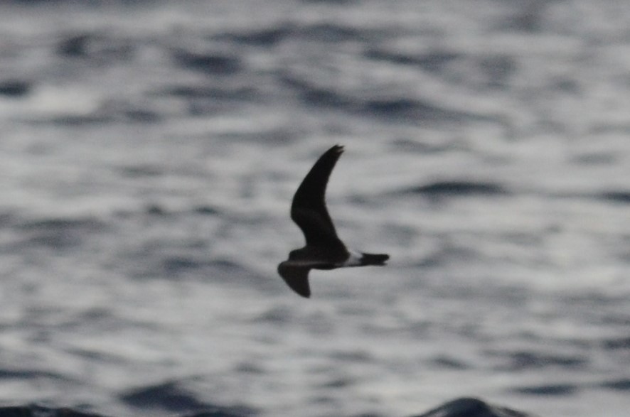 Leach's Storm-Petrel - ML69122911