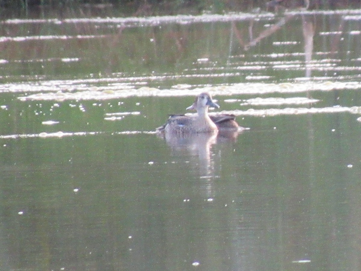 Blue-winged Teal - Christopher Follett