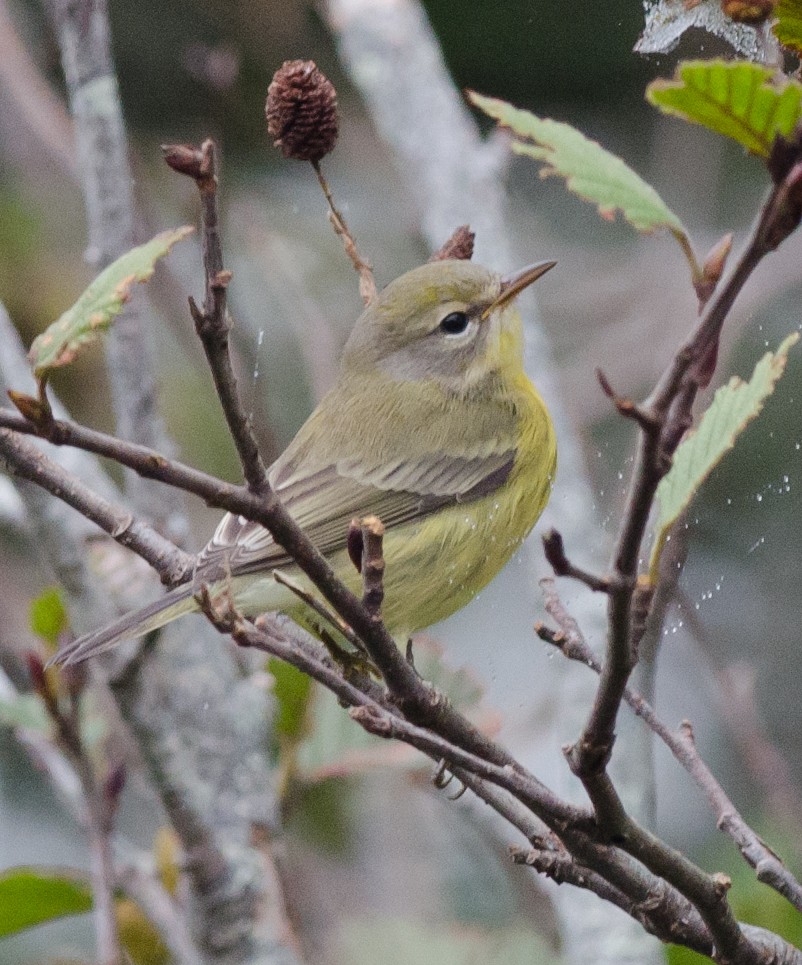 Prairie Warbler - ML69124141