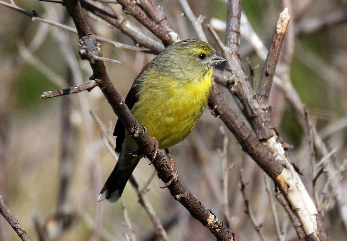 Cape Siskin - ML69124601