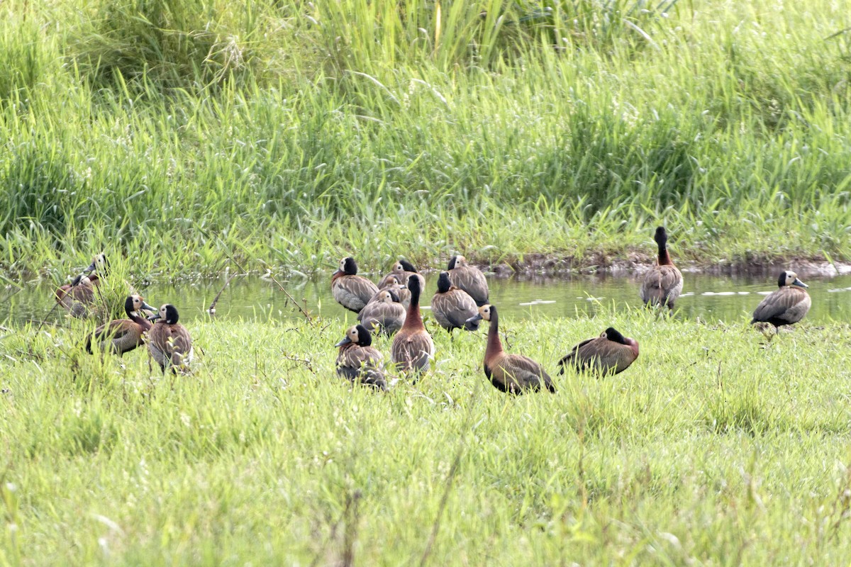 White-faced Whistling-Duck - ML69124951