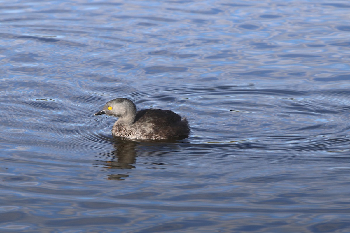 Least Grebe - Ian Thompson