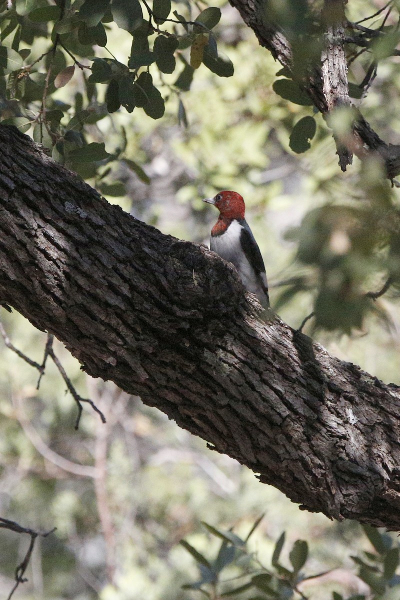 Red-headed Woodpecker - ML69127801
