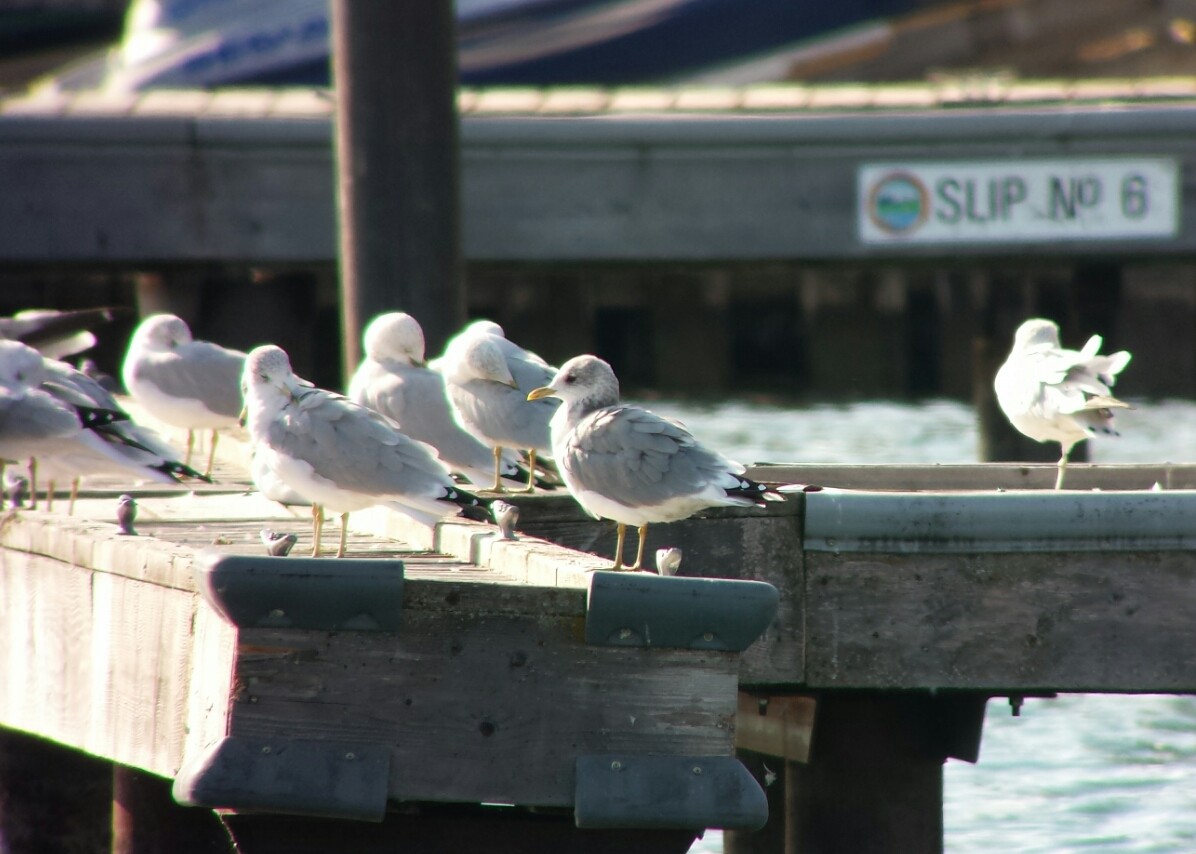 Short-billed Gull - ML69128131