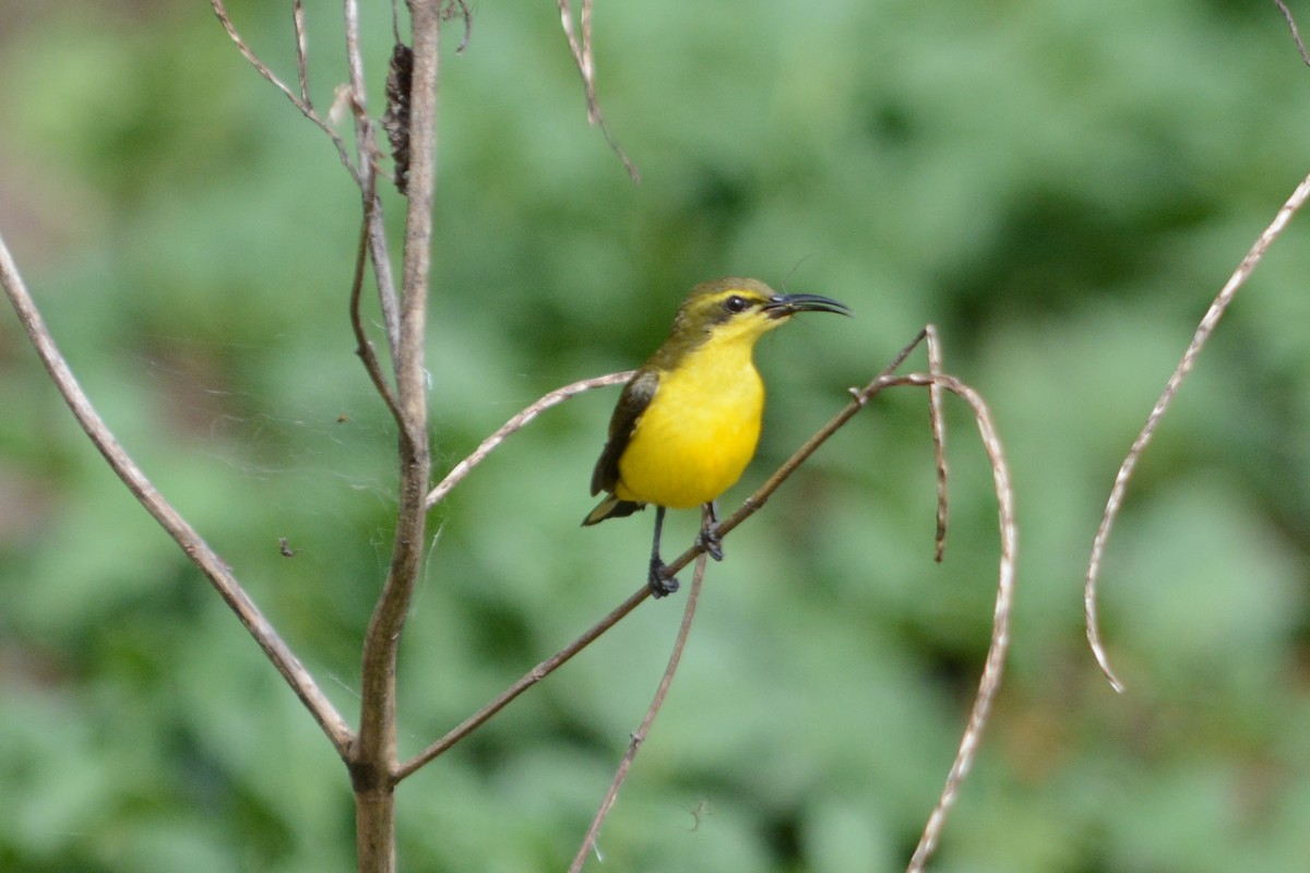 Sahul Sunbird - Cathy Pasterczyk