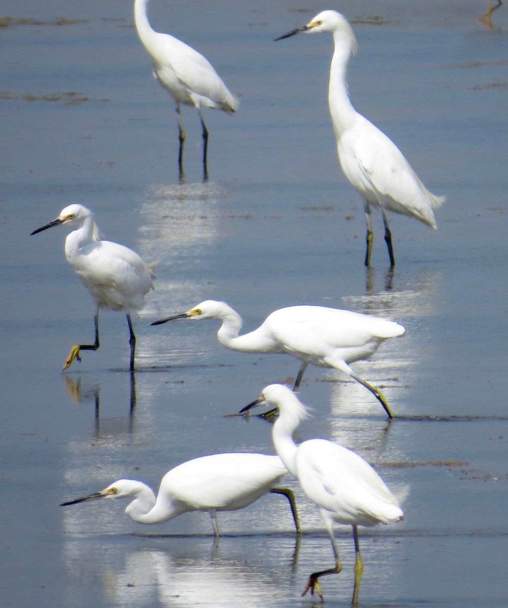 Snowy Egret - ML69131271