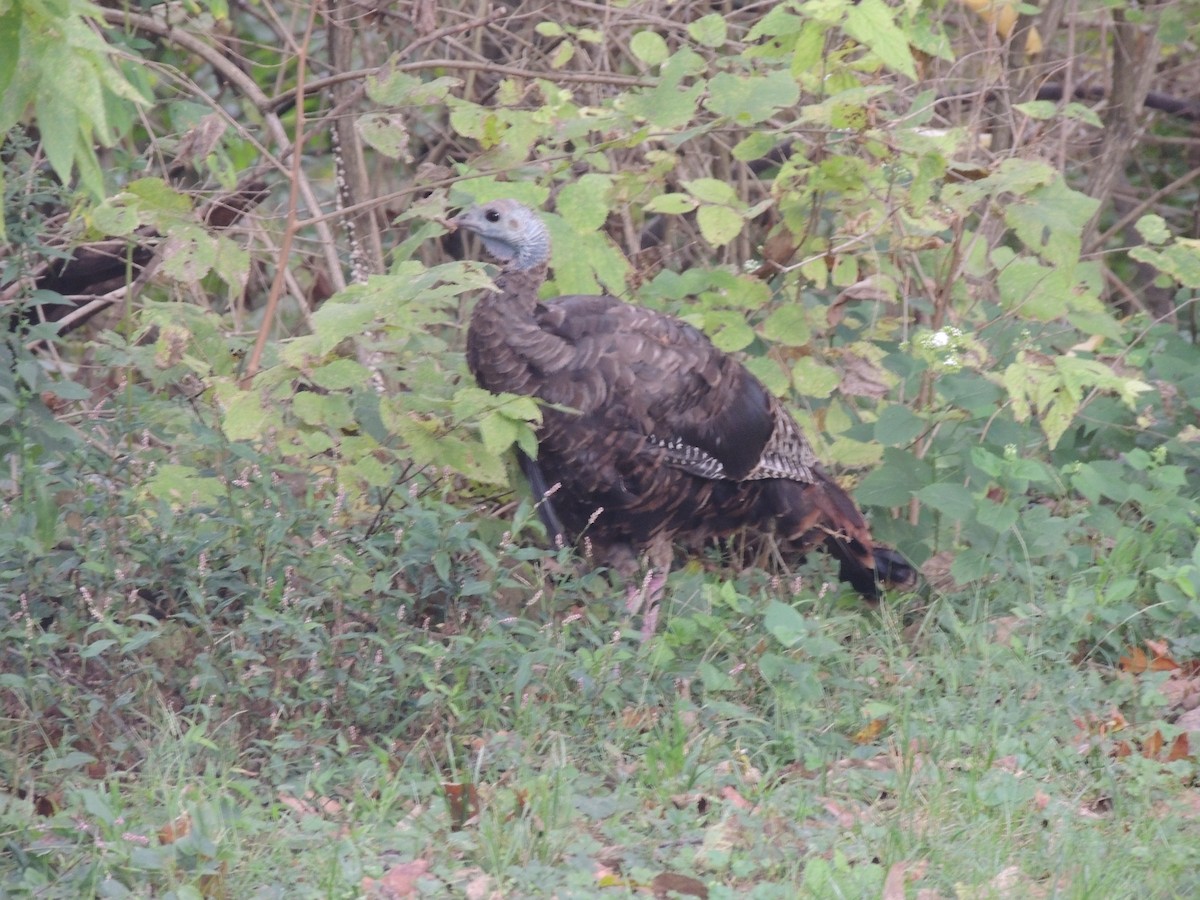 Wild Turkey - ML69132021