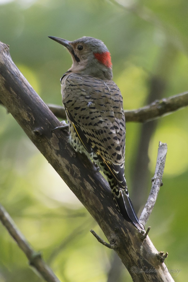 Northern Flicker - ML69132661