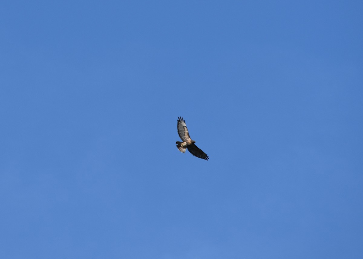 Red-tailed Hawk - Julia Cedar