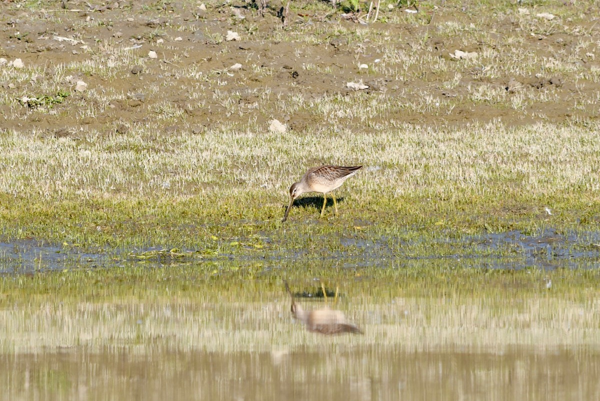 Long-billed Dowitcher - Julia Cedar