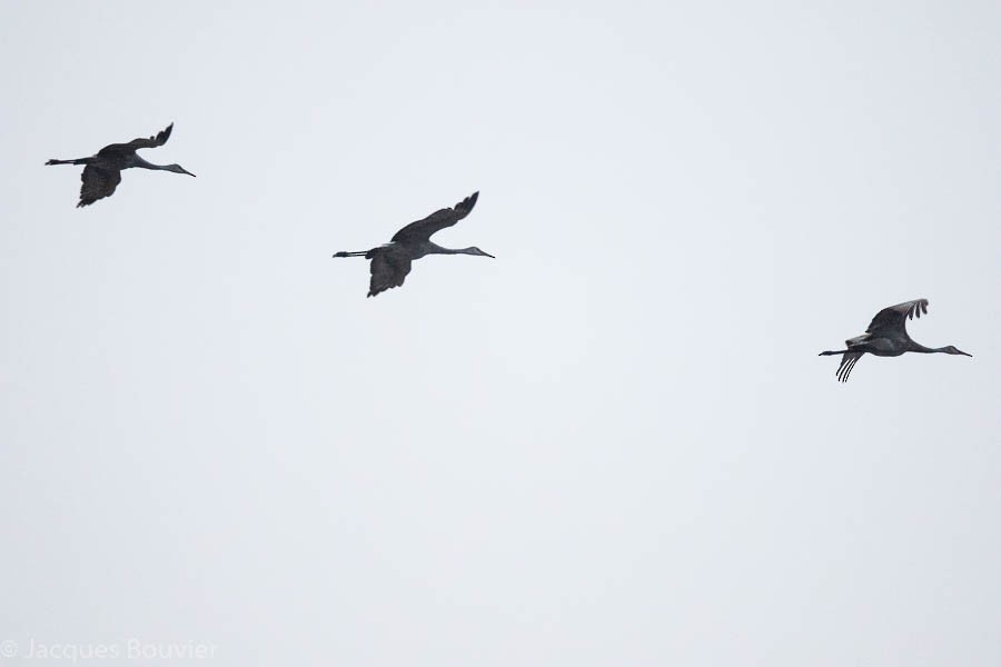 Sandhill Crane - Jacques Bouvier