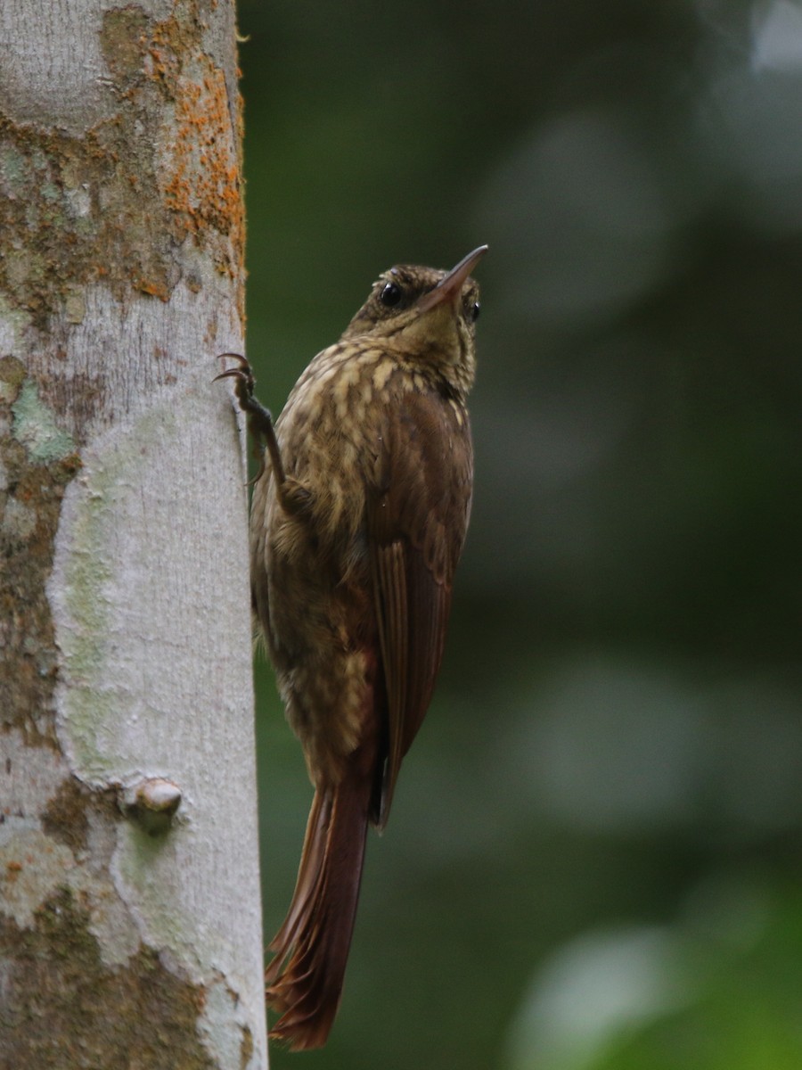 Ceara Woodcreeper - Ian Thompson