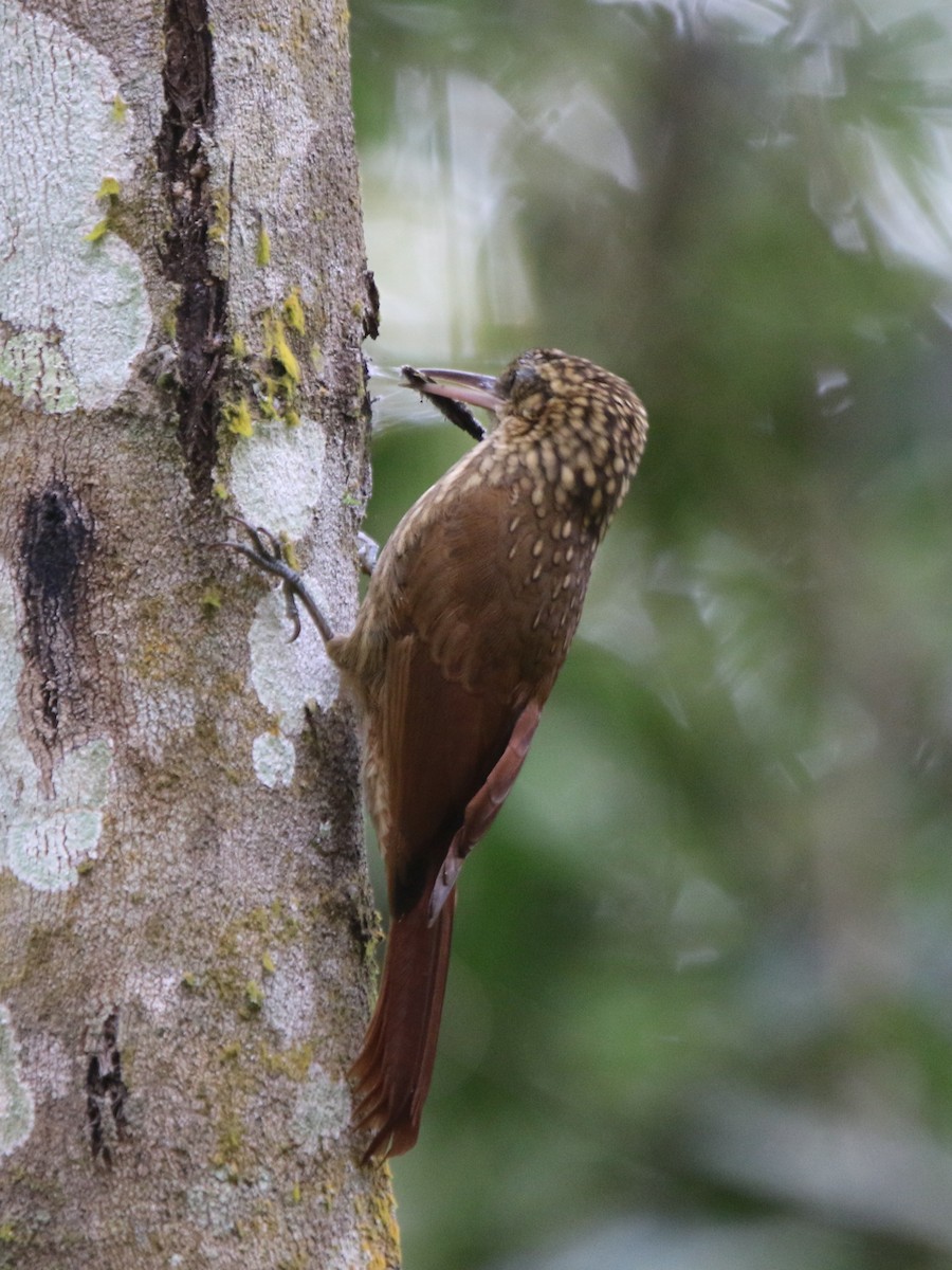 Ceara Woodcreeper - Ian Thompson