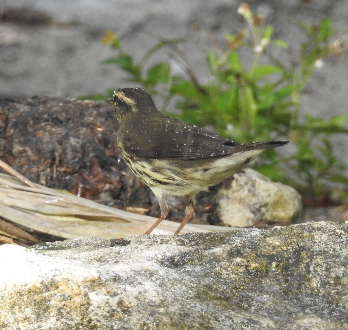 Northern Waterthrush - ML69135501