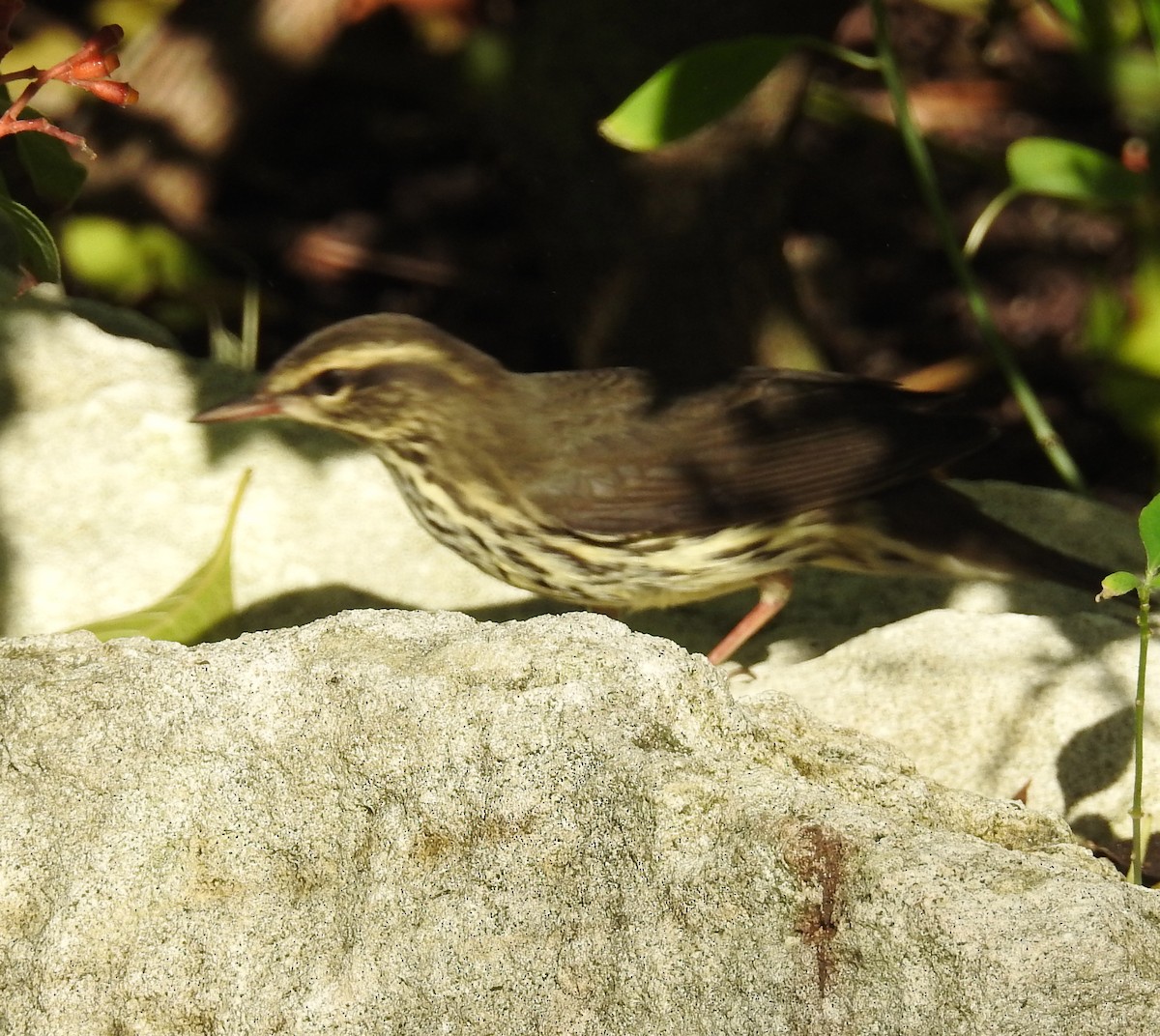 Northern Waterthrush - ML69135511