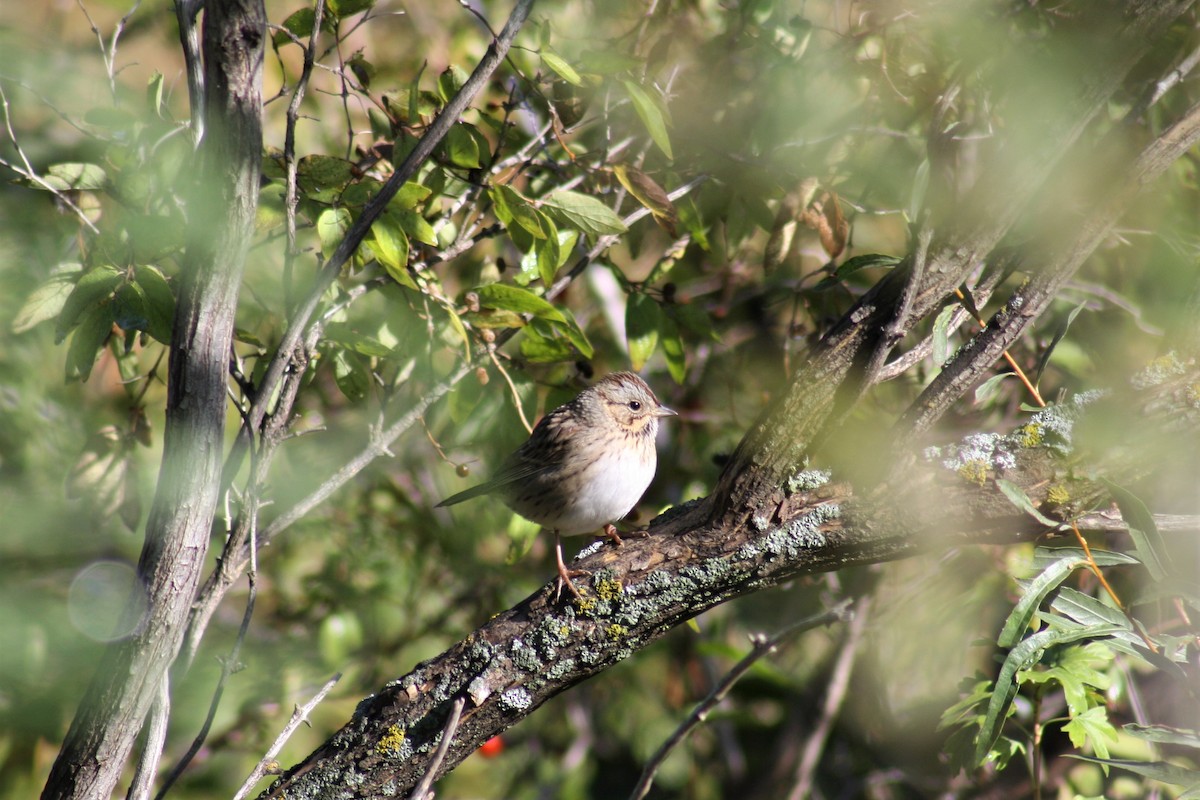 strnadec pruhohlavý - ML69136321