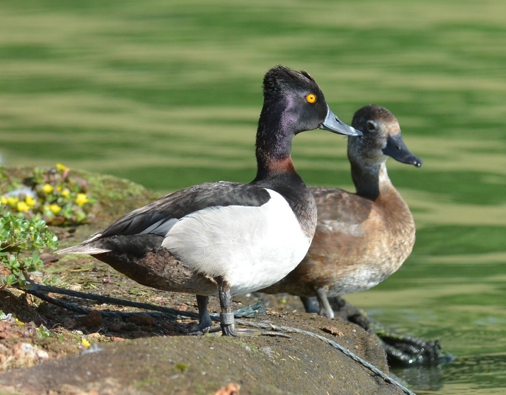 Ring-necked Duck - ML69136611