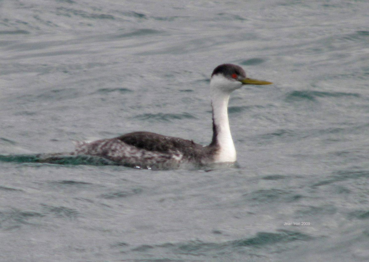 Western Grebe - ML69139191