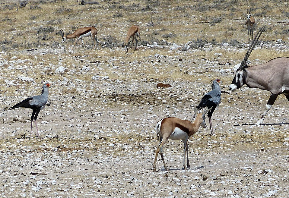 Secretarybird - Sharon Kennedy