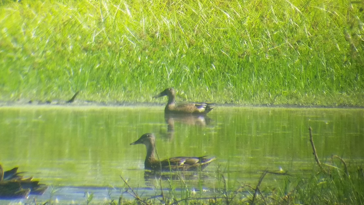 Northern Shoveler - ML69141241