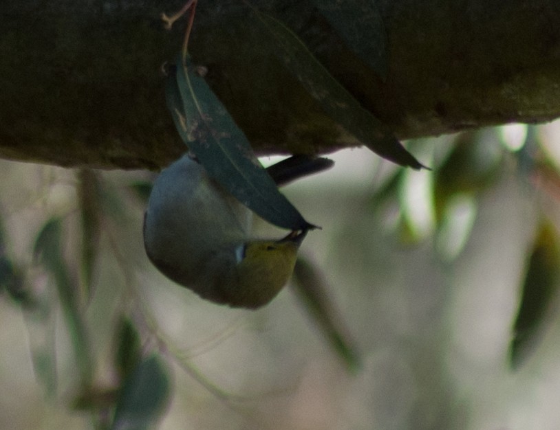 White-plumed Honeyeater - ML69141531