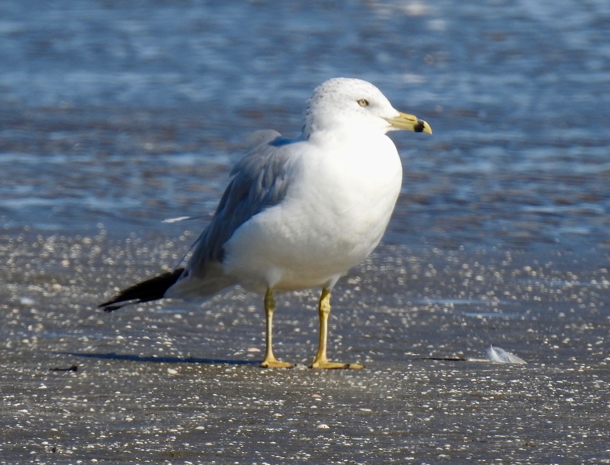 Ring-billed Gull - Van Remsen