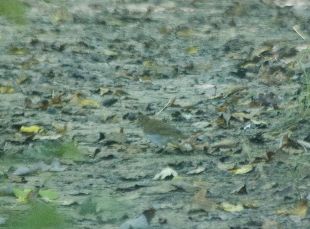 Veery - ML69144011
