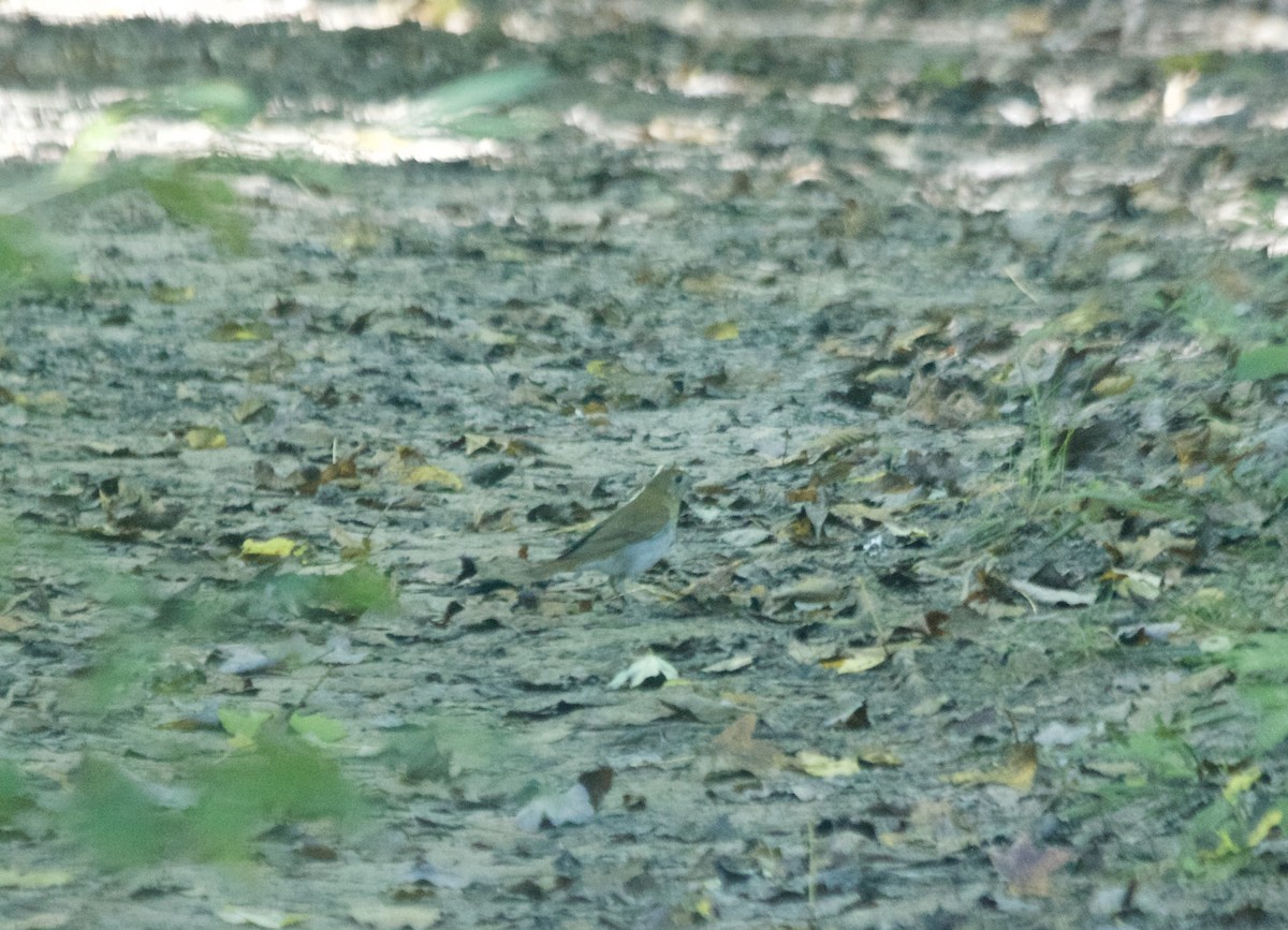 Veery - ML69144021