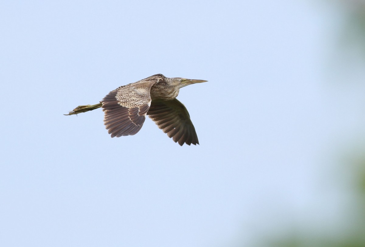 Pinnated Bittern - John Garrett