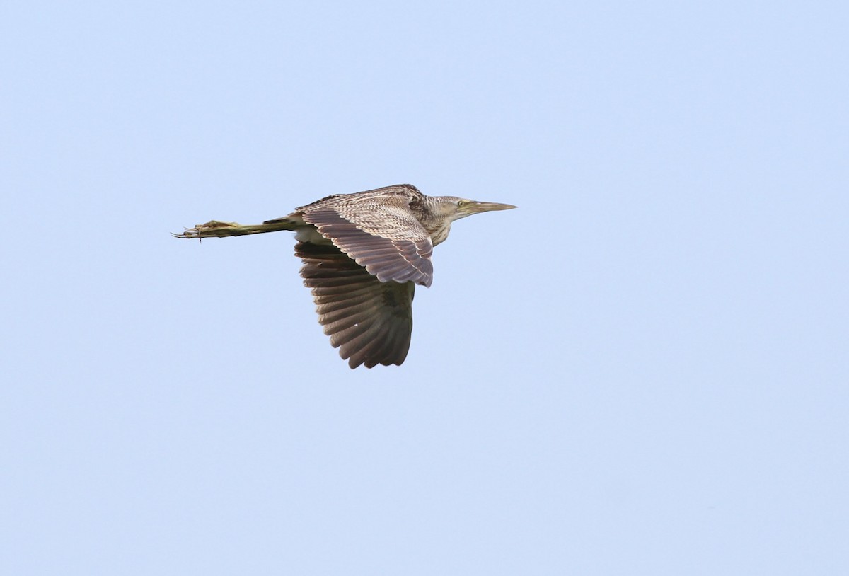 Pinnated Bittern - John Garrett