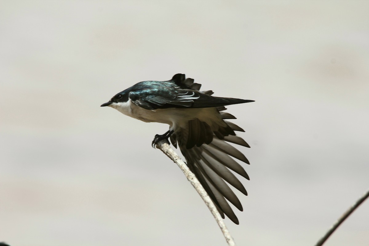 Mangrove Swallow - Murielle Moya