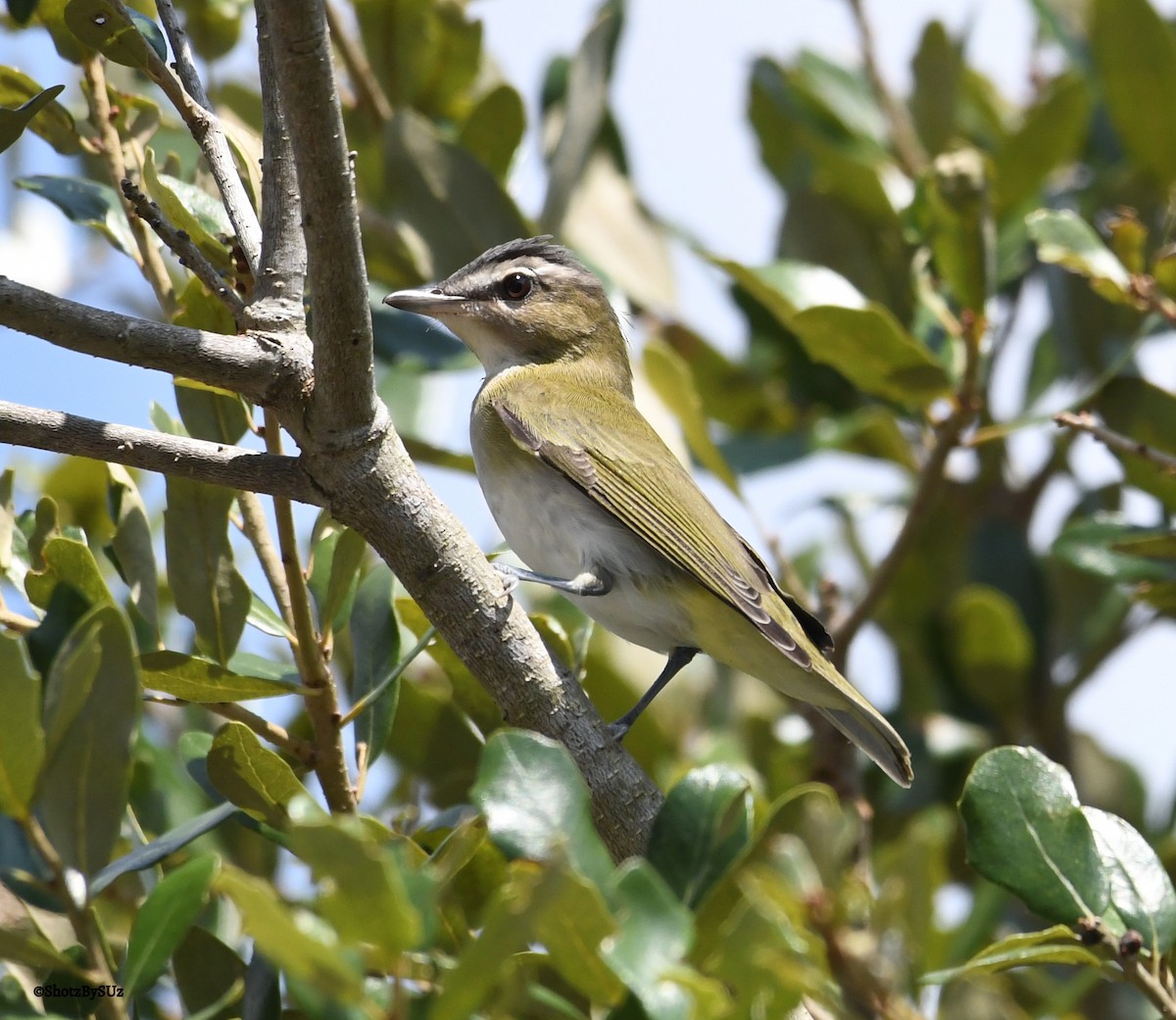 Red-eyed Vireo - Suzanne Zuckerman