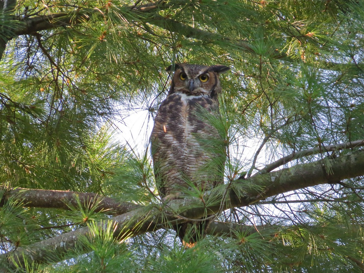 Great Horned Owl - ML69150481