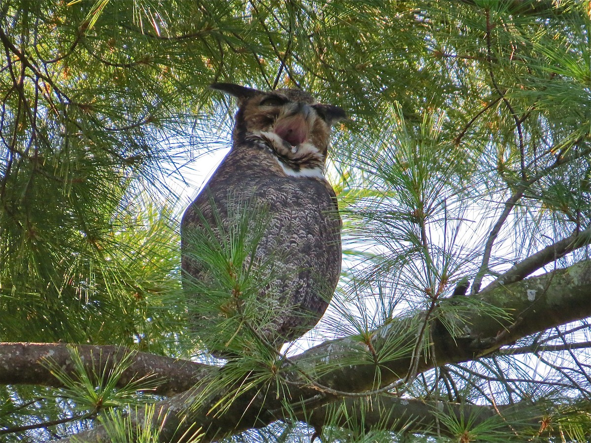 Great Horned Owl - ML69150601