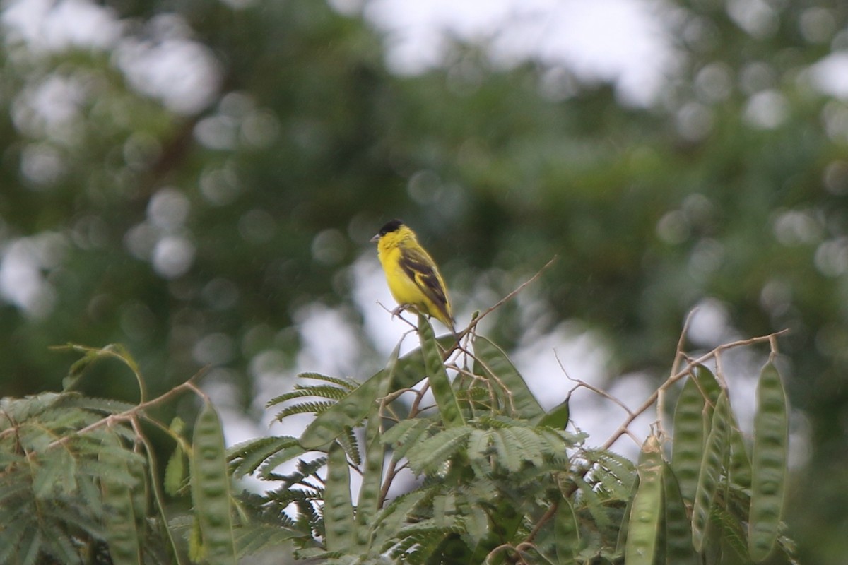 Yellow-faced Siskin - ML69151031