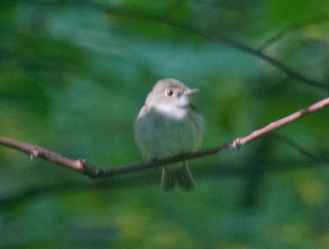 Empidonax sp. - ML69151221