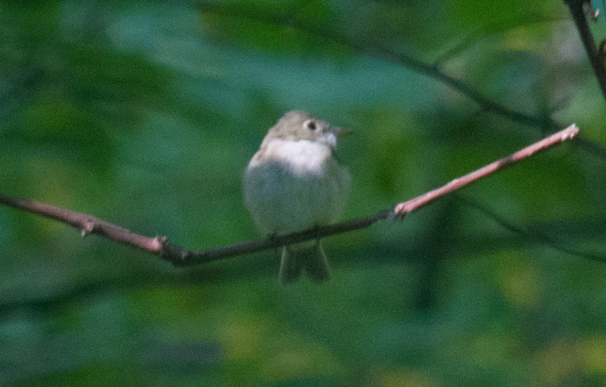 Empidonax sp. - ML69151231