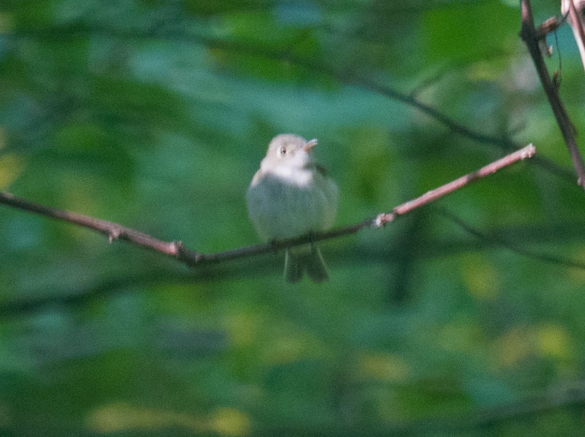Empidonax sp. - ML69151241