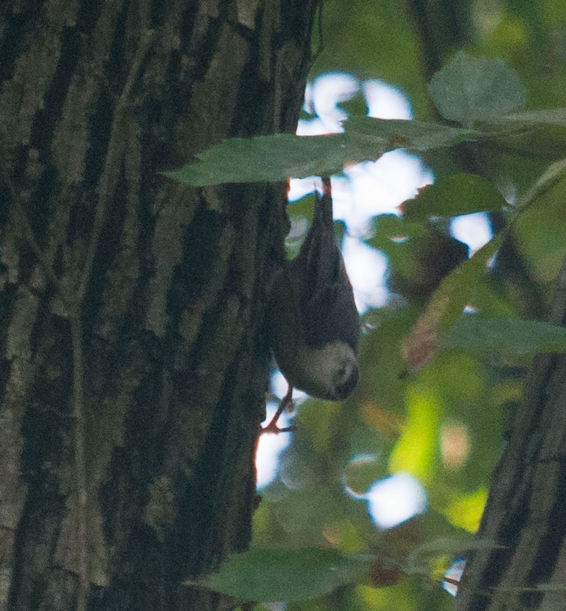 White-breasted Nuthatch - ML69151271