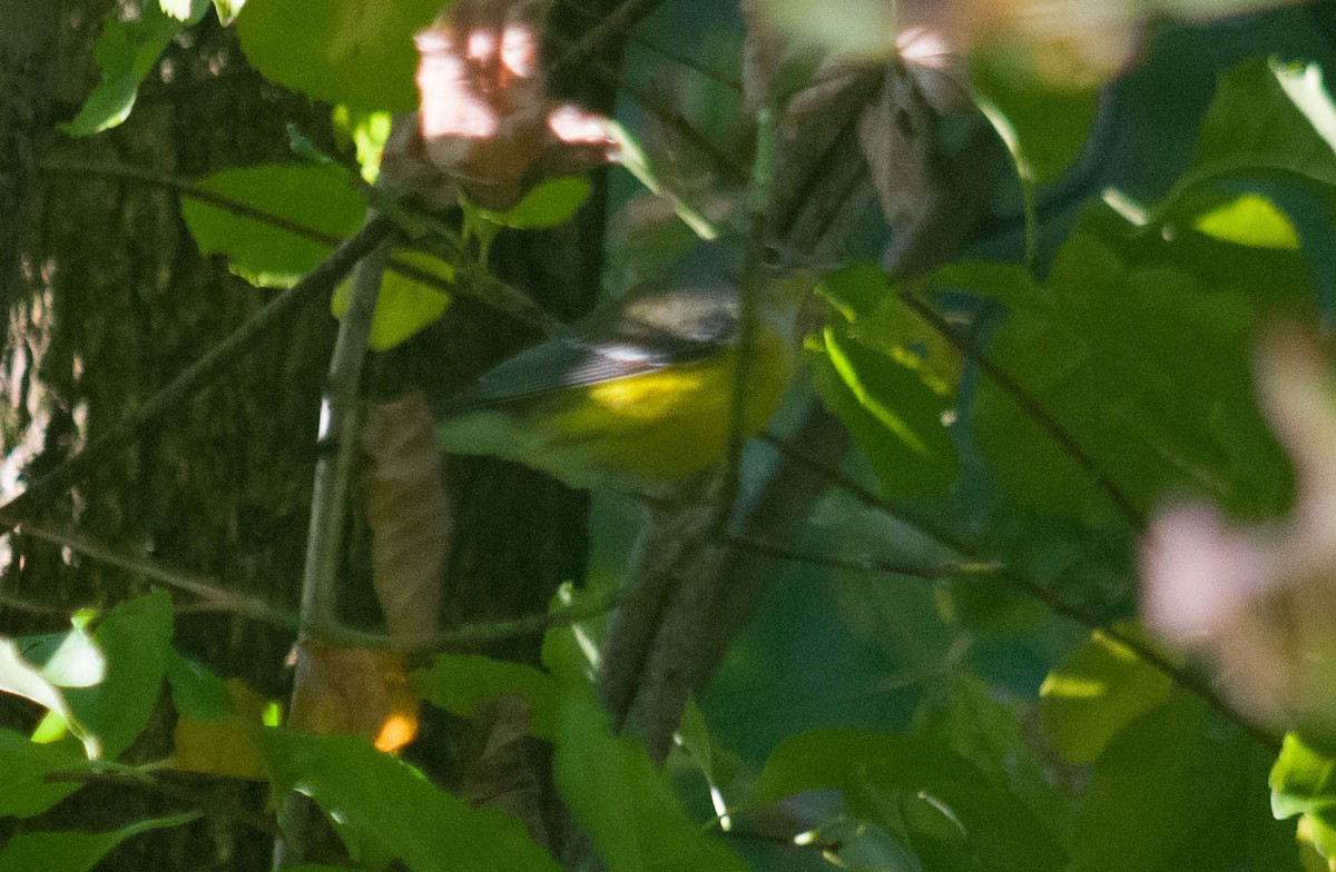 Magnolia Warbler - ML69151321