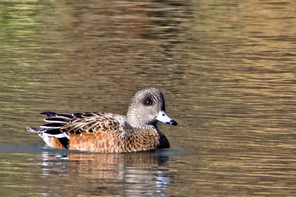American Wigeon - Rob Dickerson