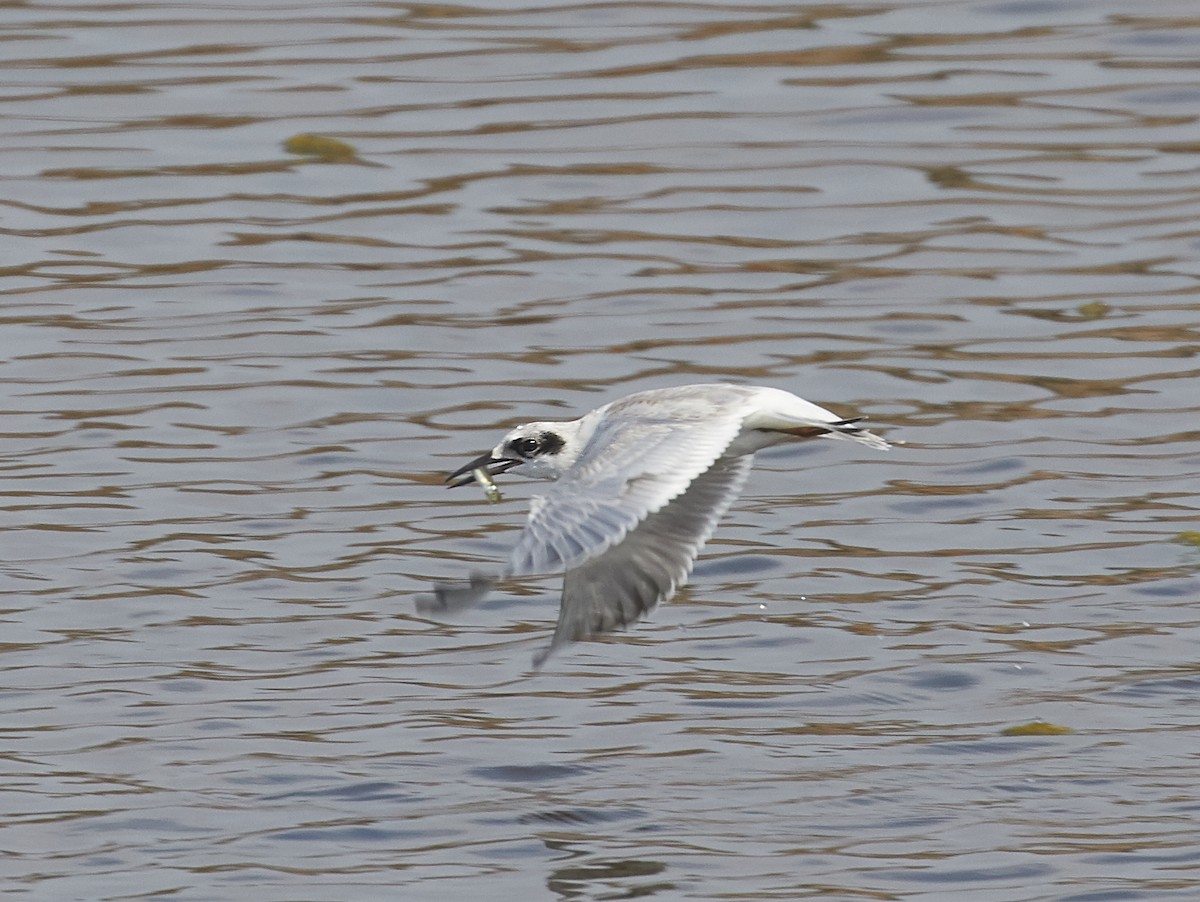 Forster's Tern - ML69154841