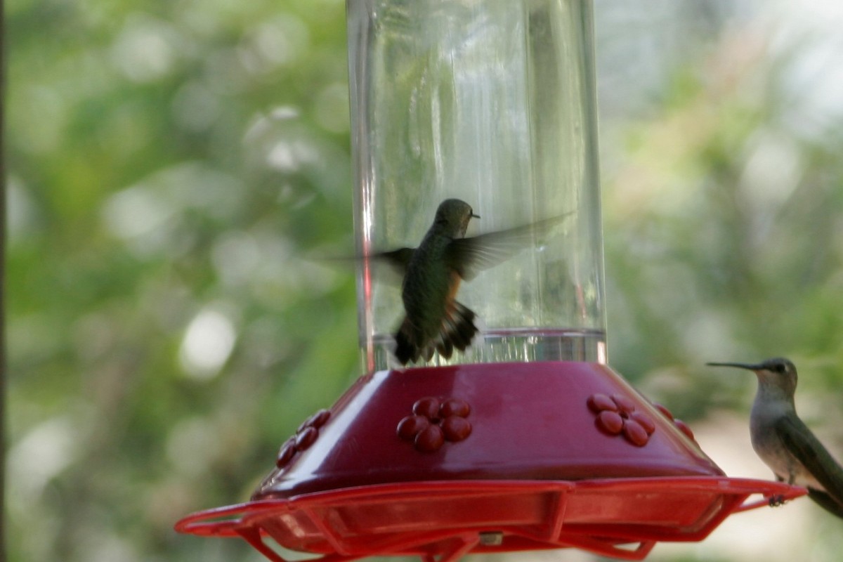 Calliope Hummingbird - ML69155381
