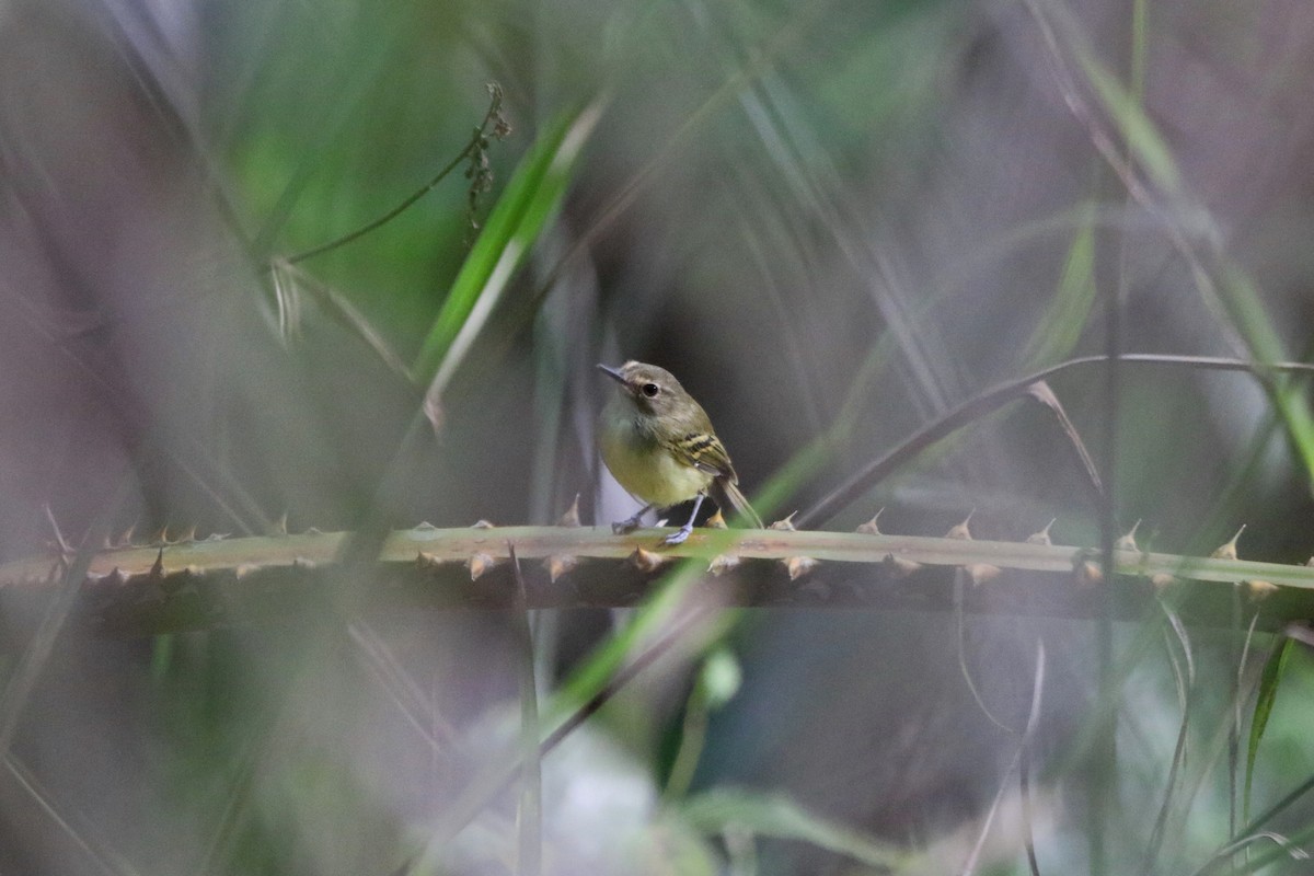 Smoky-fronted Tody-Flycatcher - ML69155441