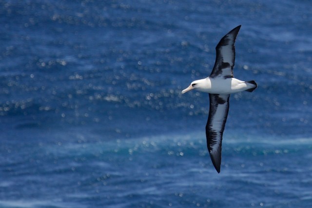 albatros laysanský - ML69156701