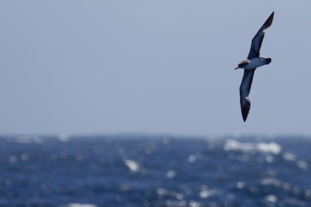 Pink-footed Shearwater - ML69156771