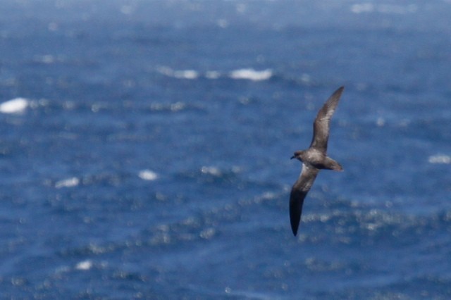 Murphy's Petrel - ML69156811