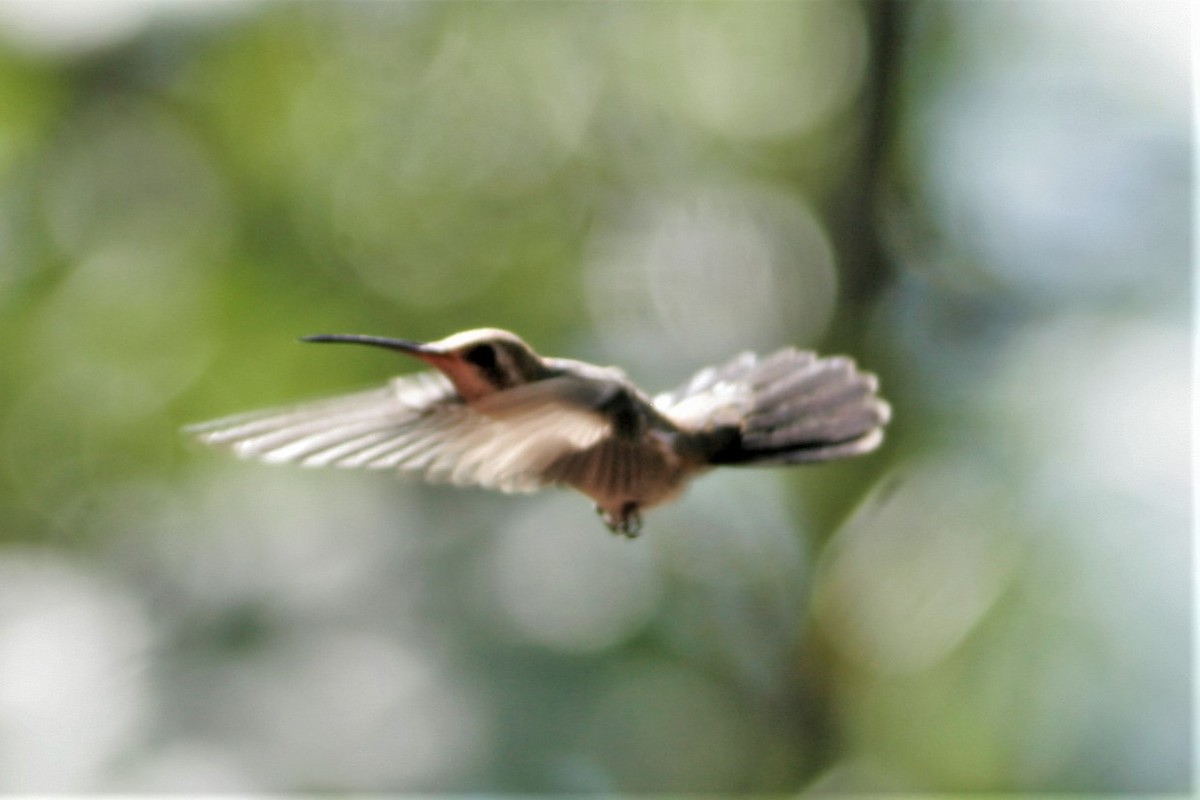 Broad-billed Hummingbird - ML69157601