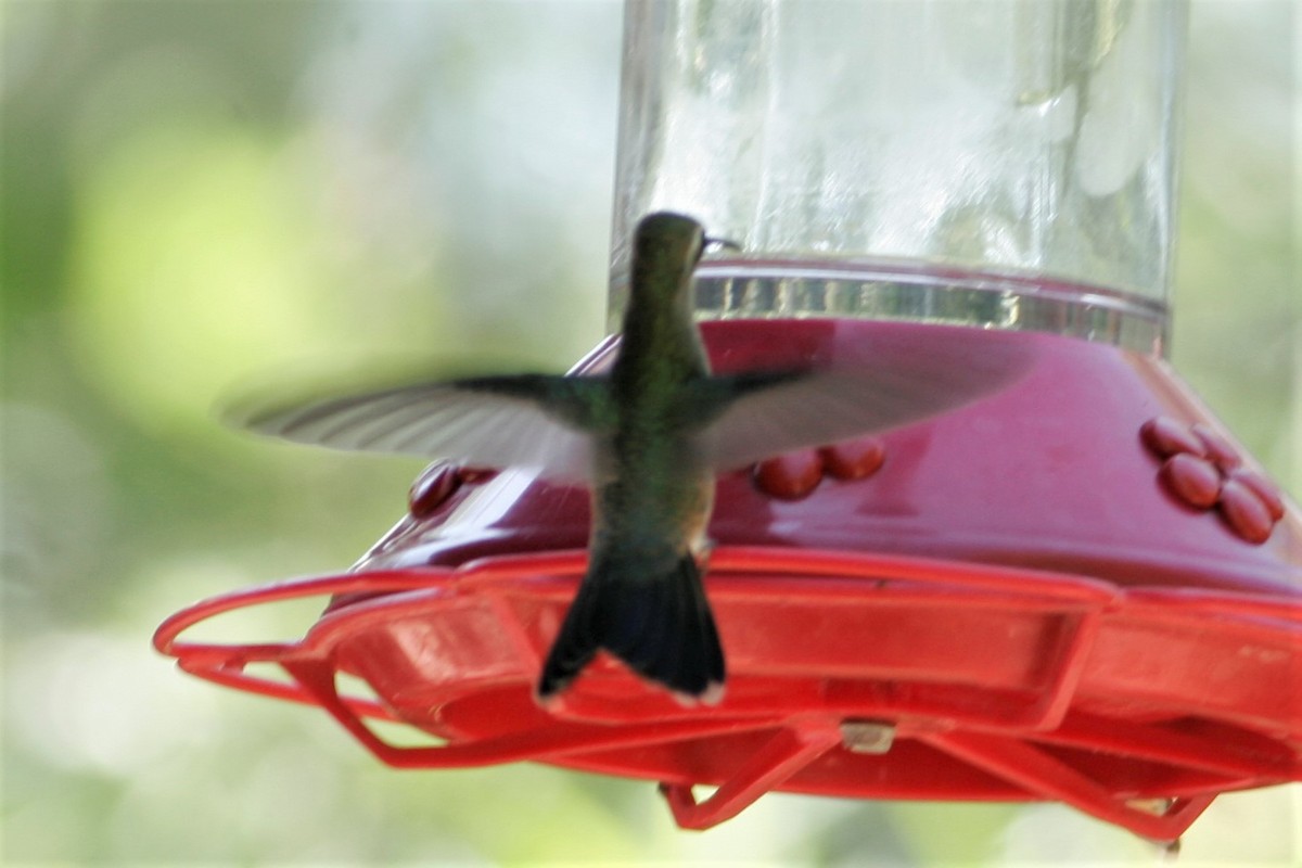 Broad-billed Hummingbird - ML69157631